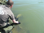 Nick Davis releasing one of his 5 common carp caught during Session 3 of the Wild Carp Club of Houston.