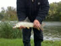 Jamie Godkin posing with what would've been the smallest fish of the Fall 2011 season, but he threw it back before weighing it.